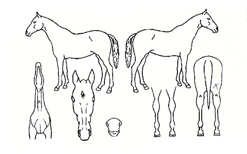 Ŭ�����������ڸ��� ����,���,�޸�,�λ�,�ٸ��� Ư¡����