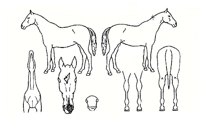 ¿¡½º¿þÀÌÀÇ Ãø¸é,¿ì¸é,µÞ¸é,µÎ»ó,´Ù¸®ÀÇ Æ¯Â¡µµÇØ