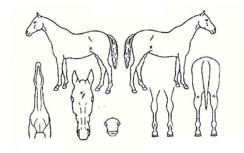 ³´½Ìº£ÅÍÀÇ Ãø¸é,¿ì¸é,µÞ¸é,µÎ»ó,´Ù¸®ÀÇ Æ¯Â¡µµÇØ