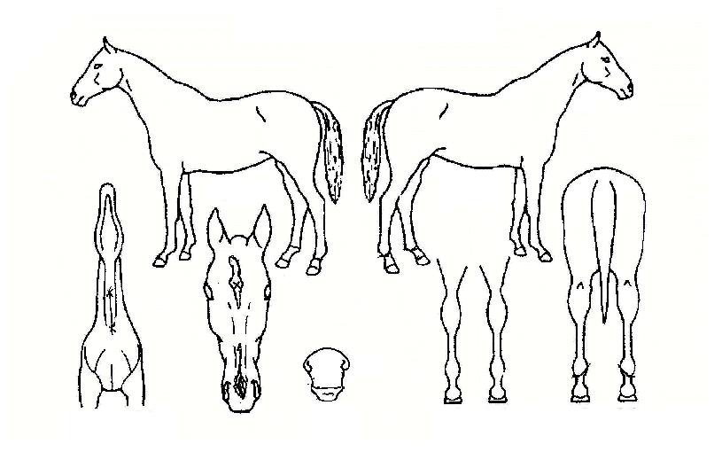 ÇØÅ»ÀÇ Ãø¸é,¿ì¸é,µÞ¸é,µÎ»ó,´Ù¸®ÀÇ Æ¯Â¡µµÇØ