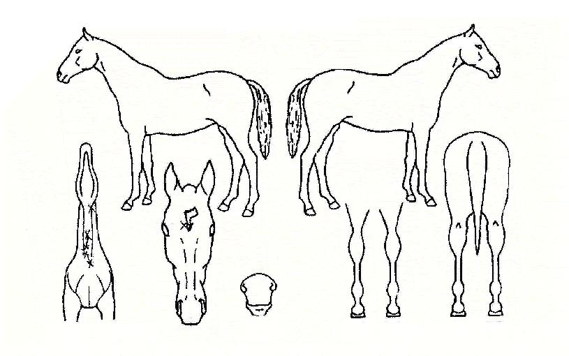 �ݷ���Ų���ڸ��� ����,���,�޸�,�λ�,�ٸ��� Ư¡����