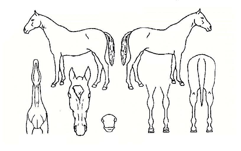 ĳ���� ����,���,�޸�,�λ�,�ٸ��� Ư¡����