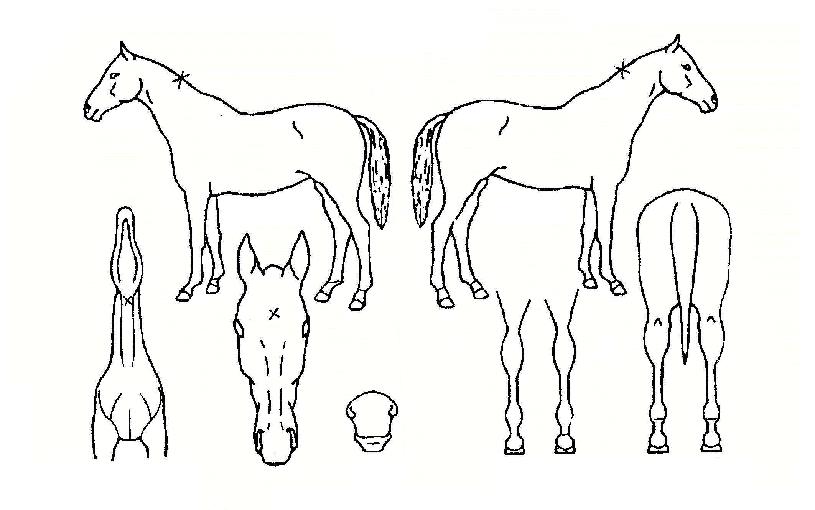 �Ѷ󸶿�ƾ�� ����,���,�޸�,�λ�,�ٸ��� Ư¡����