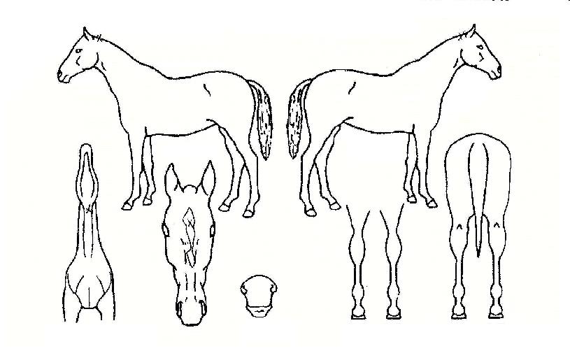 ÀÎõÀÇȸ»ýÀÇ Ãø¸é,¿ì¸é,µÞ¸é,µÎ»ó,´Ù¸®ÀÇ Æ¯Â¡µµÇØ