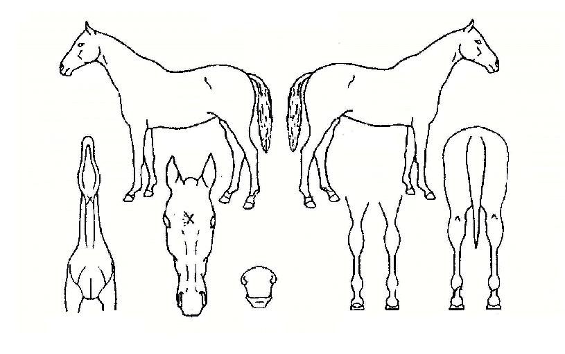 �ֽ���Ʈ�� ����,���,�޸�,�λ�,�ٸ��� Ư¡����