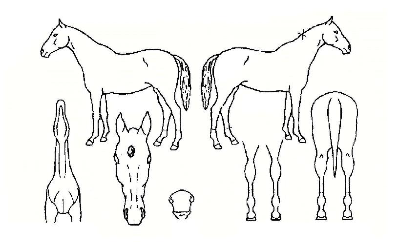 ���з��� ����,���,�޸�,�λ�,�ٸ��� Ư¡����