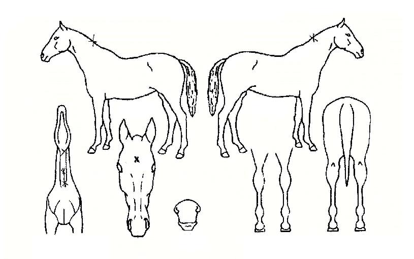 µå¸²ºí·çÀÇ Ãø¸é,¿ì¸é,µÞ¸é,µÎ»ó,´Ù¸®ÀÇ Æ¯Â¡µµÇØ