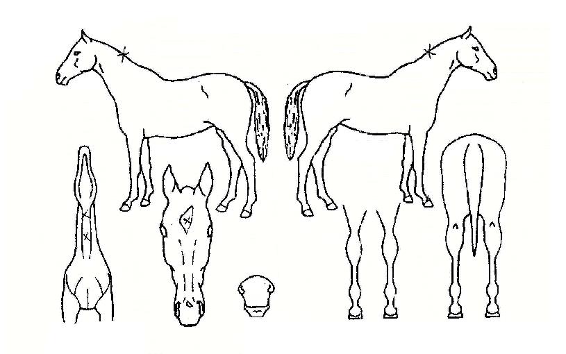 õ���� ����,���,�޸�,�λ�,�ٸ��� Ư¡����