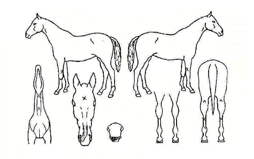 �ü��� ����,���,�޸�,�λ�,�ٸ��� Ư¡����