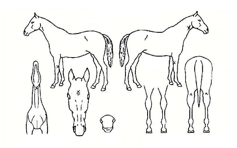 ��Ű���� ����,���,�޸�,�λ�,�ٸ��� Ư¡����