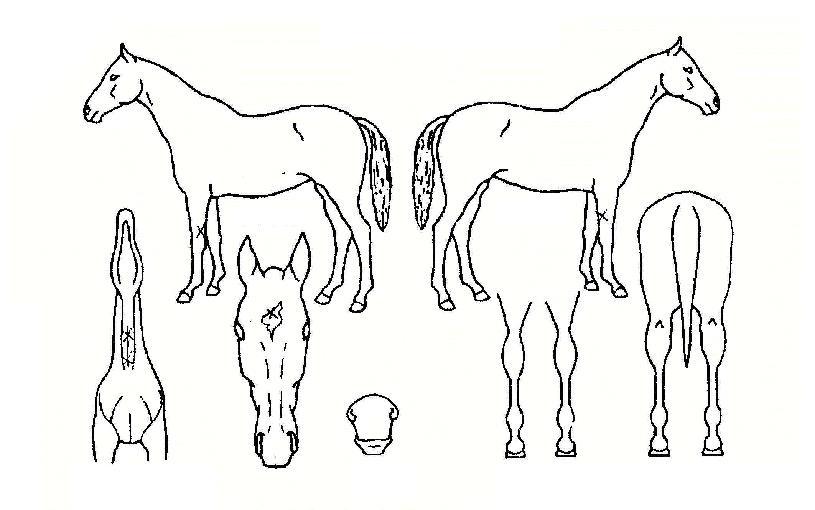 ´ëÇϹ«¼ºÀÇ Ãø¸é,¿ì¸é,µÞ¸é,µÎ»ó,´Ù¸®ÀÇ Æ¯Â¡µµÇØ