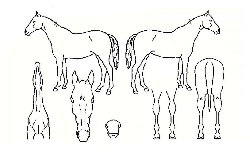 �����¸��� ����,���,�޸�,�λ�,�ٸ��� Ư¡����