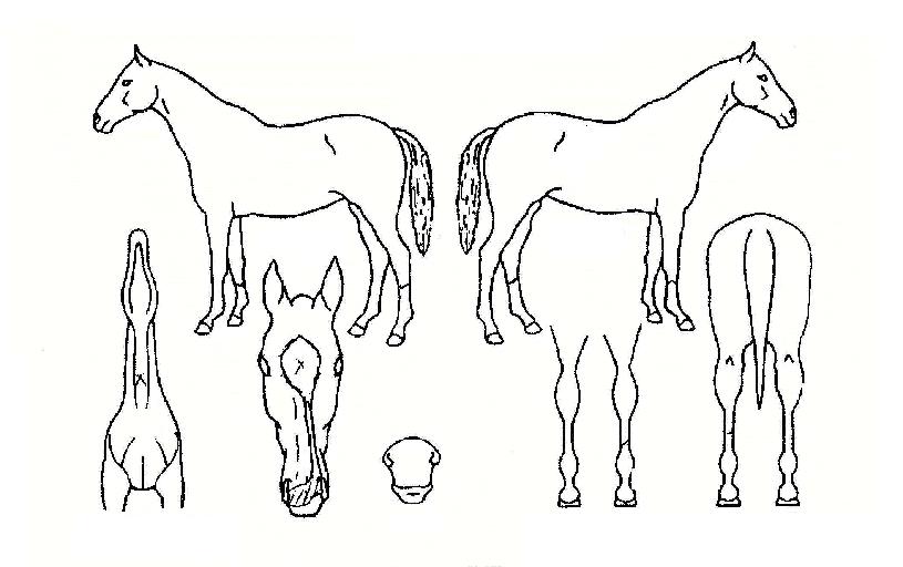 �������� ����,���,�޸�,�λ�,�ٸ��� Ư¡����