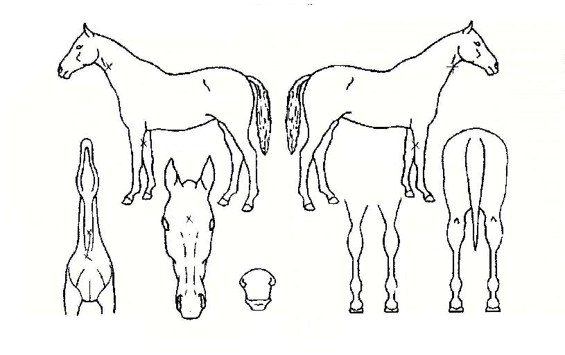 ³»¼Å³ÎÈ÷¾î·ÎÀÇ Ãø¸é,¿ì¸é,µÞ¸é,µÎ»ó,´Ù¸®ÀÇ Æ¯Â¡µµÇØ