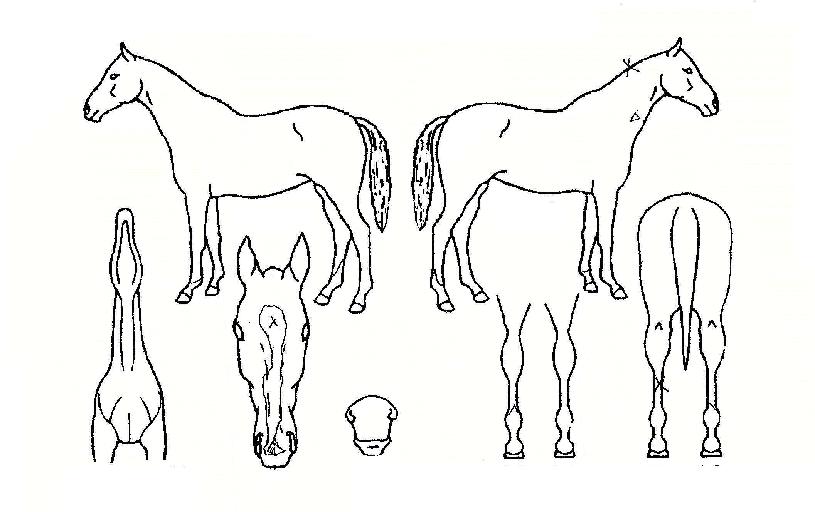 ½ºÅ׺ñ¾ÆÄ¡ÇÁÀÇ Ãø¸é,¿ì¸é,µÞ¸é,µÎ»ó,´Ù¸®ÀÇ Æ¯Â¡µµÇØ