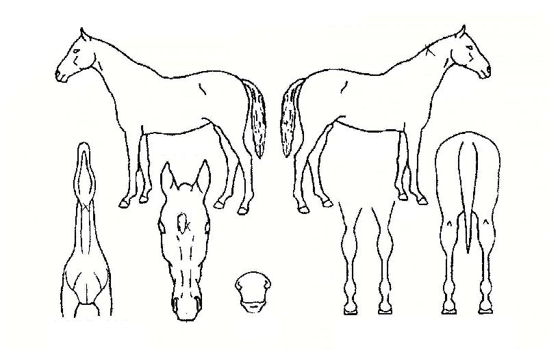 ºñ¹Ù½ºÄ«ÀÌÀÇ Ãø¸é,¿ì¸é,µÞ¸é,µÎ»ó,´Ù¸®ÀÇ Æ¯Â¡µµÇØ