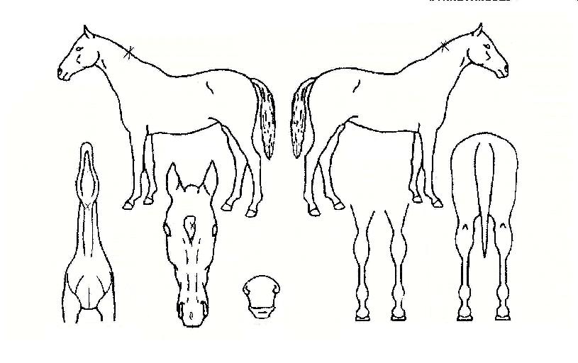 ���ؽ¸��� ����,���,�޸�,�λ�,�ٸ��� Ư¡����