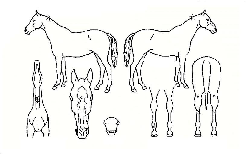 ���̾�ġ���� ����,���,�޸�,�λ�,�ٸ��� Ư¡����