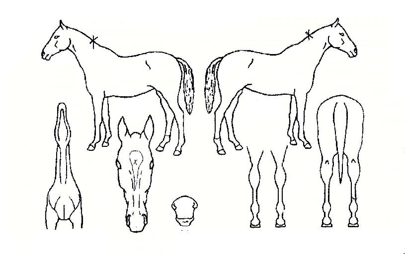 ��°����� ����,���,�޸�,�λ�,�ٸ��� Ư¡����