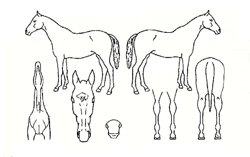 ½ÂÀÏÀ屺ÀÇ Ãø¸é,¿ì¸é,µÞ¸é,µÎ»ó,´Ù¸®ÀÇ Æ¯Â¡µµÇØ