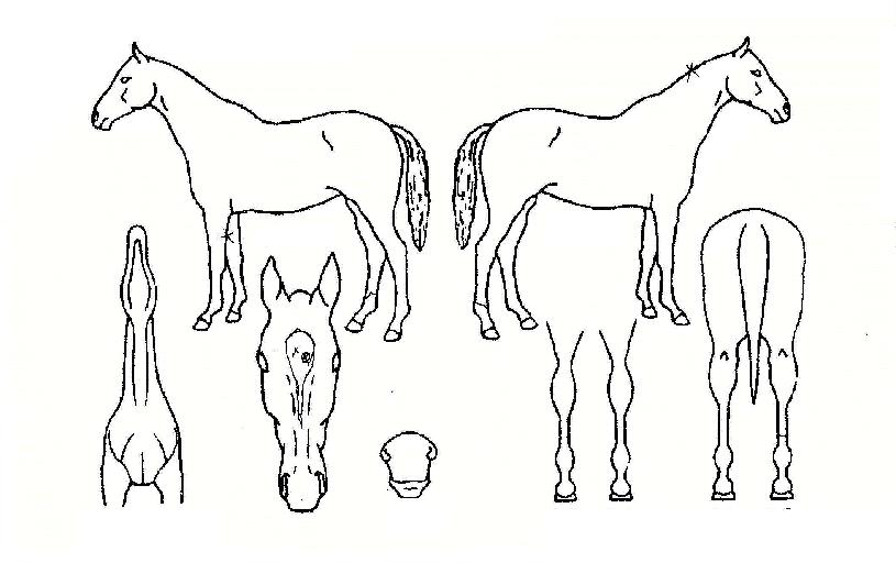 Ä¡ÇÁ·¯ºêÀÇ Ãø¸é,¿ì¸é,µÞ¸é,µÎ»ó,´Ù¸®ÀÇ Æ¯Â¡µµÇØ