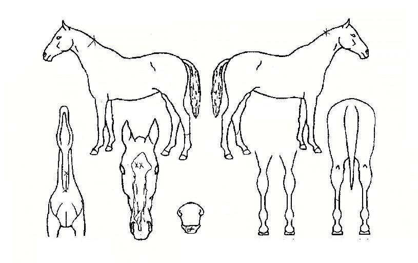 ÇöóÀÌÀÇ Ãø¸é,¿ì¸é,µÞ¸é,µÎ»ó,´Ù¸®ÀÇ Æ¯Â¡µµÇØ