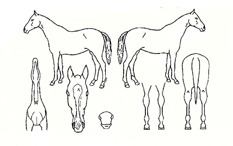 ġ���Ҵ��� ����,���,�޸�,�λ�,�ٸ��� Ư¡����