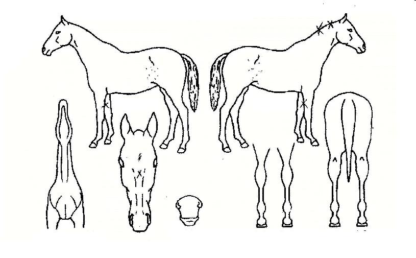 �ֿ�����Ƽ�ڸ��� ����,���,�޸�,�λ�,�ٸ��� Ư¡����