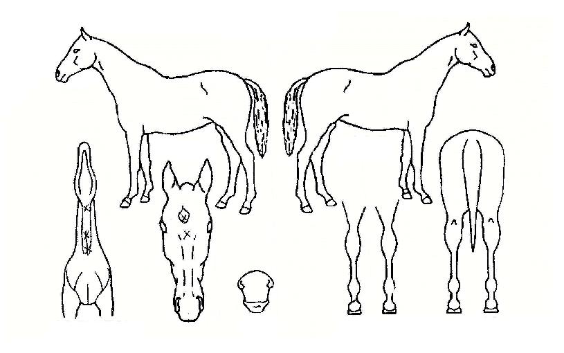 ¹Ù´Ù¸¶¸¶ÀÇ Ãø¸é,¿ì¸é,µÞ¸é,µÎ»ó,´Ù¸®ÀÇ Æ¯Â¡µµÇØ