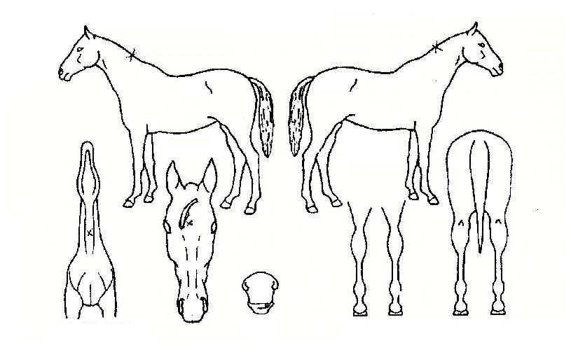 ÇÁ¶ó¿ìµåºñÄ«ÀÇ Ãø¸é,¿ì¸é,µÞ¸é,µÎ»ó,´Ù¸®ÀÇ Æ¯Â¡µµÇØ