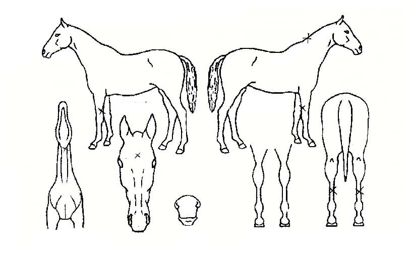 ¾ÆÄÉÀÚÀÇ Ãø¸é,¿ì¸é,µÞ¸é,µÎ»ó,´Ù¸®ÀÇ Æ¯Â¡µµÇØ