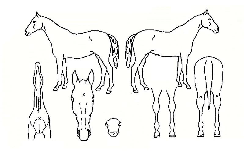 ���������� ����,���,�޸�,�λ�,�ٸ��� Ư¡����