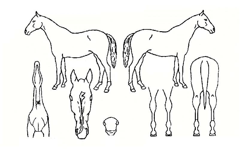 ¸®¹ö½ºÄ¸Æ¾ÀÇ Ãø¸é,¿ì¸é,µÞ¸é,µÎ»ó,´Ù¸®ÀÇ Æ¯Â¡µµÇØ