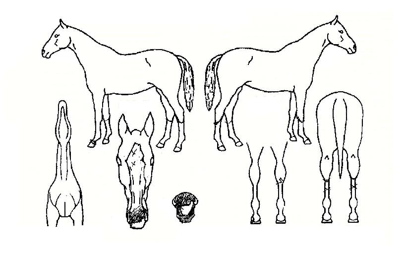 ºí·ç½ºÅ×ÀÌÁöÀÇ Ãø¸é,¿ì¸é,µÞ¸é,µÎ»ó,´Ù¸®ÀÇ Æ¯Â¡µµÇØ