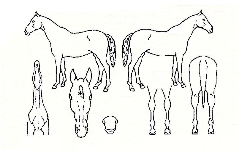 �ٴٸ���Ʈ�� ����,���,�޸�,�λ�,�ٸ��� Ư¡����