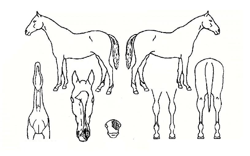 »ó»ó´ë·ÎÀÇ Ãø¸é,¿ì¸é,µÞ¸é,µÎ»ó,´Ù¸®ÀÇ Æ¯Â¡µµÇØ