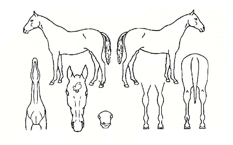 �¾���ڸ��� ����,���,�޸�,�λ�,�ٸ��� Ư¡����