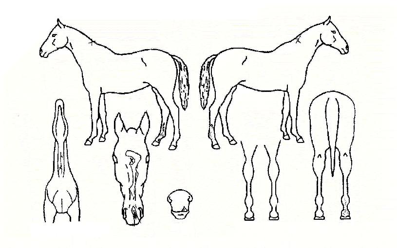 ´ëÇà¼öÀÇ Ãø¸é,¿ì¸é,µÞ¸é,µÎ»ó,´Ù¸®ÀÇ Æ¯Â¡µµÇØ