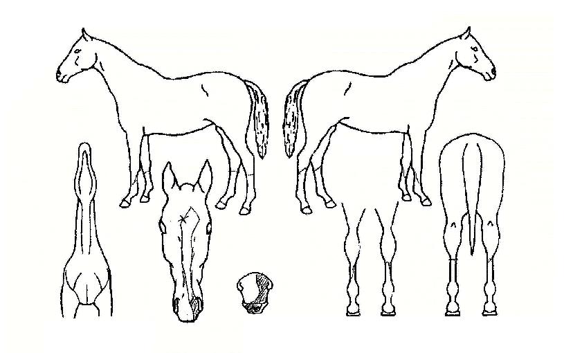 È»ìÀÇ Ãø¸é,¿ì¸é,µÞ¸é,µÎ»ó,´Ù¸®ÀÇ Æ¯Â¡µµÇØ