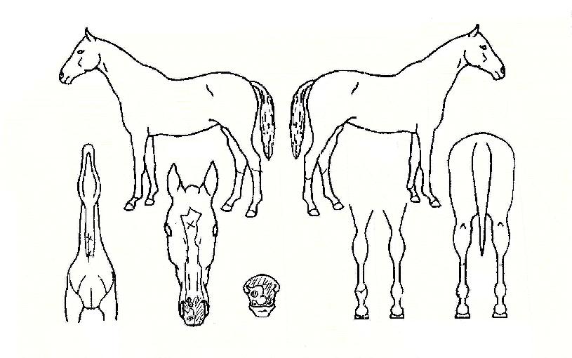 ¿ë¿Õºê¶ó´õ½ºÀÇ Ãø¸é,¿ì¸é,µÞ¸é,µÎ»ó,´Ù¸®ÀÇ Æ¯Â¡µµÇØ