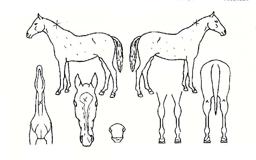 Á¦±¹ÀǾÆÄ§ÀÇ Ãø¸é,¿ì¸é,µÞ¸é,µÎ»ó,´Ù¸®ÀÇ Æ¯Â¡µµÇØ