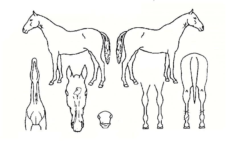 ÀϵÀÇ Ãø¸é,¿ì¸é,µÞ¸é,µÎ»ó,´Ù¸®ÀÇ Æ¯Â¡µµÇØ