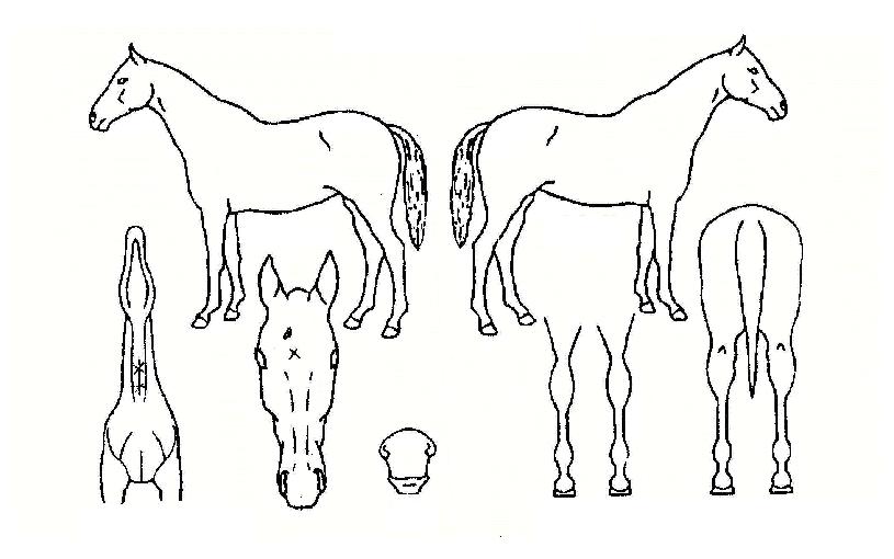 �������ڸ��� ����,���,�޸�,�λ�,�ٸ��� Ư¡����