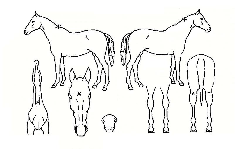 Å·ÇʵåÀÇ Ãø¸é,¿ì¸é,µÞ¸é,µÎ»ó,´Ù¸®ÀÇ Æ¯Â¡µµÇØ