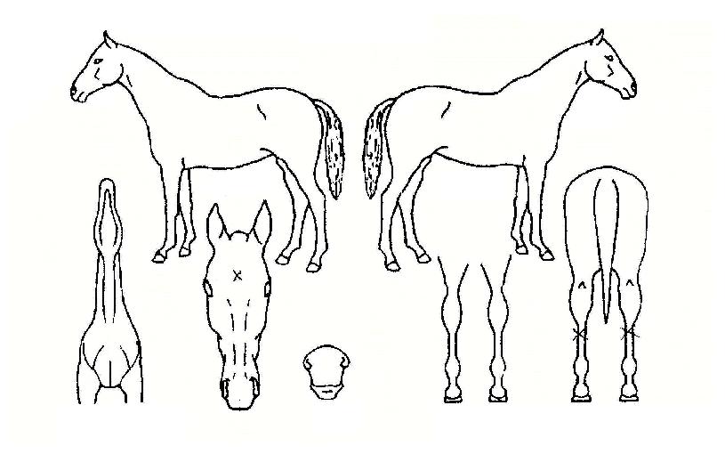 ¿ø´õÇ®¹ÍŰÀÚ¸¶ÀÇ Ãø¸é,¿ì¸é,µÞ¸é,µÎ»ó,´Ù¸®ÀÇ Æ¯Â¡µµÇØ