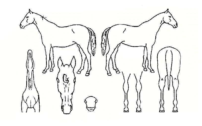 ½ÅÈï¿©°ÉÀÇ Ãø¸é,¿ì¸é,µÞ¸é,µÎ»ó,´Ù¸®ÀÇ Æ¯Â¡µµÇØ