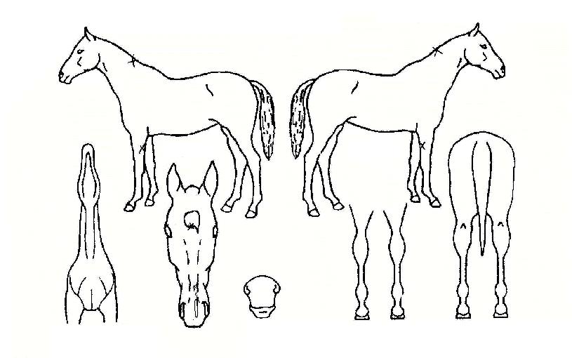 ÇÑÇ÷õ°ËÀÇ Ãø¸é,¿ì¸é,µÞ¸é,µÎ»ó,´Ù¸®ÀÇ Æ¯Â¡µµÇØ