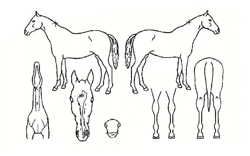 ������������ ����,���,�޸�,�λ�,�ٸ��� Ư¡����