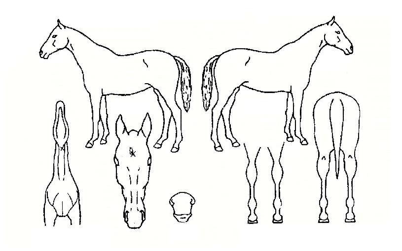 ���ѱ���� ����,���,�޸�,�λ�,�ٸ��� Ư¡����