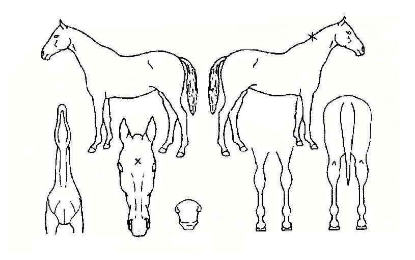 Äý¿Àºê¿£Á©ÀÇ Ãø¸é,¿ì¸é,µÞ¸é,µÎ»ó,´Ù¸®ÀÇ Æ¯Â¡µµÇØ